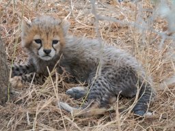 Bologonja_Seronera2009-70